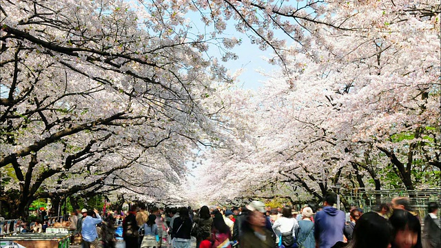 花团锦簇的人群在上野公园，东京，日本视频素材