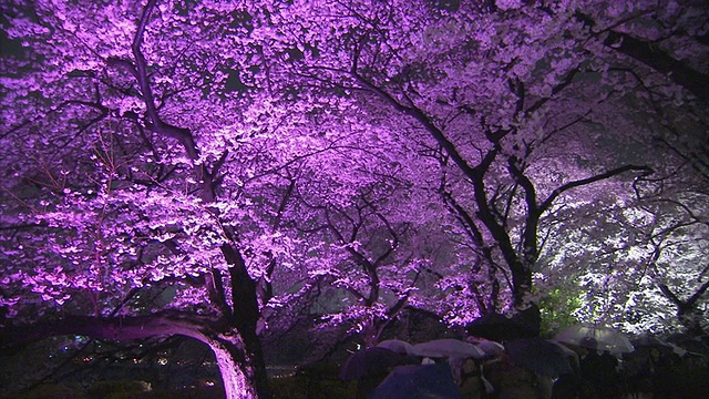 日本东京，人们在公园里撑着雨伞，盛开着樱花视频素材