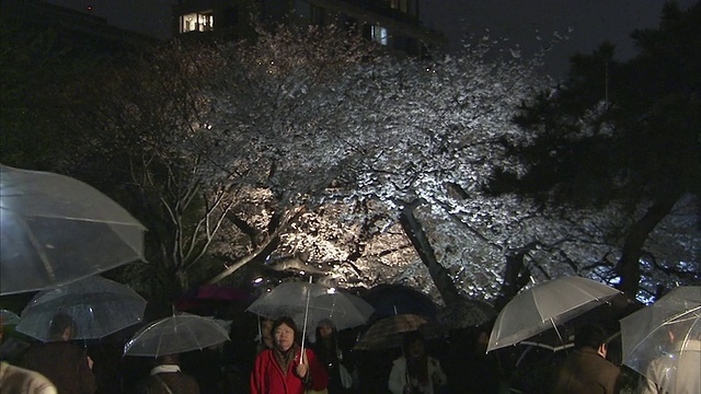 日本东京，人们在公园里撑着雨伞，盛开着樱花视频素材