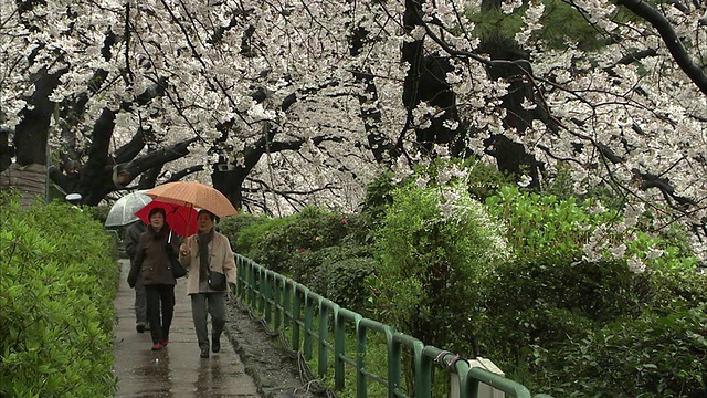 日本东京，在白色樱花下打着雨伞的妇女视频素材