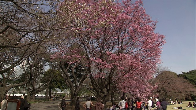 樱花树和摄影师在公园，东京，日本视频素材