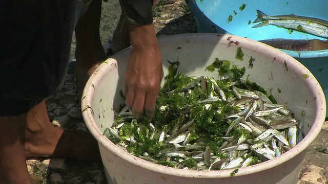 埃及亚历山大港，一个人在碗里选鱼视频素材