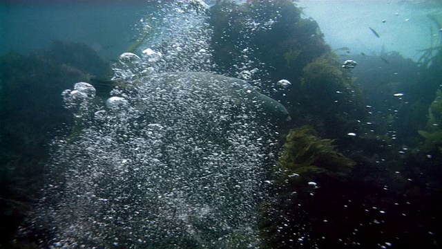 中等射击海豹在水下游泳视频素材