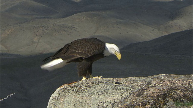 MS白头鹰(Haliaeetus leucocephalus)在岩石上丘陵景观，博伊西，爱达荷州，美国视频素材