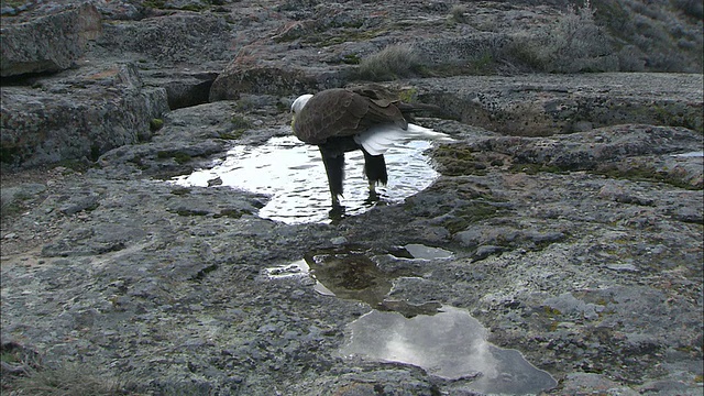 MS白头鹰(Haliaeetus leucocephalus)在水坑在岩石景观，博伊西，爱达荷州，美国视频素材