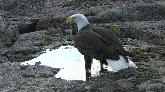 MS白头鹰(Haliaeetus leucocephalus)在水坑在岩石景观，博伊西，爱达荷州，美国视频素材