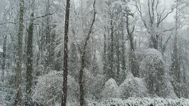 雪落在森林/亚特兰大，乔治亚，美国视频素材