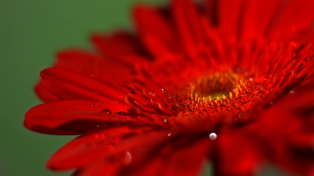 SLO MO CU SELECTIVE FOCUS Studio拍摄了落在非洲菊上的水视频素材