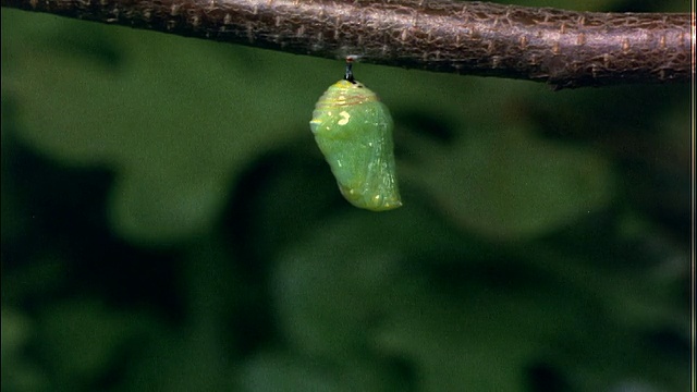 毛虫茧挂在树枝上的特写视频下载