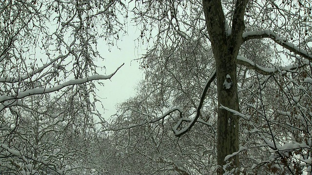 英国伦敦圣詹姆斯广场上白雪覆盖的威廉三世雕像视频素材