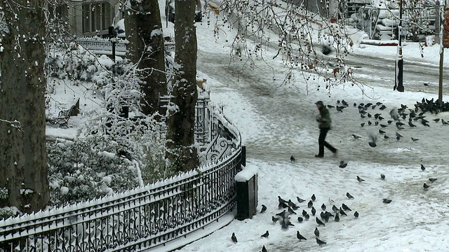 英国伦敦，鸽子在白雪覆盖的公园里进食视频素材