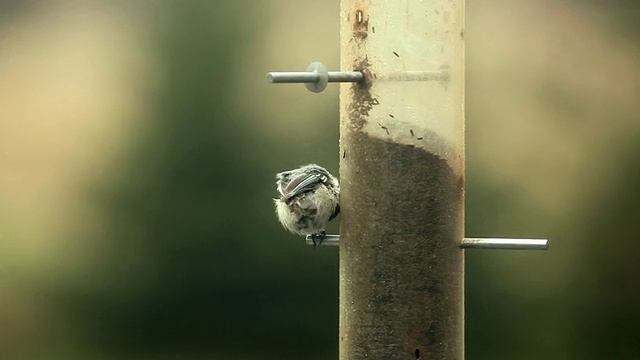 Marsh Tit女士(Poecile palustris)在birdfeeder，切尔西，密歇根州，美国视频素材