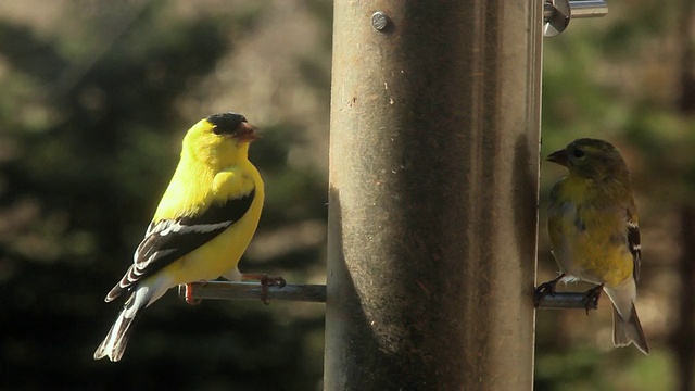 两只美国金翅雀(Carduelis tristis)在鸟饲养场，切尔西，密歇根州，美国视频素材