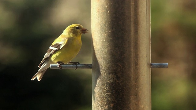 美国金翅雀(Carduelis tristis)在鸟喂食器，切尔西，密歇根州，美国视频素材