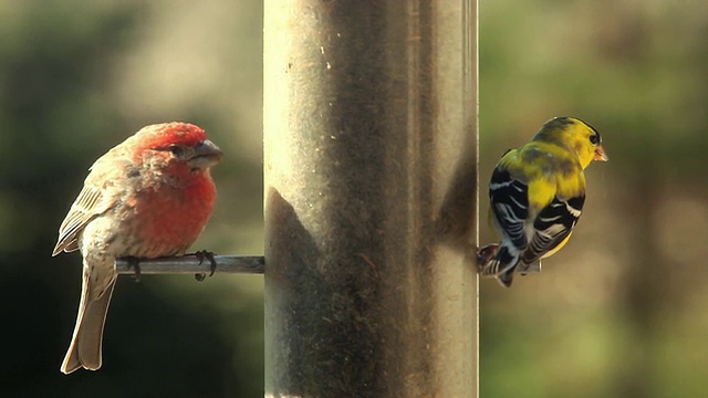 美国金翅雀(Carduelis tristis)和紫翅雀(Carpodacus purpureus)在鸟饲养场，切尔西，密歇根州，美国视频素材