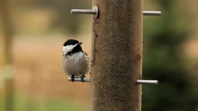 Marsh Tit女士(Poecile palustris)在birdfeeder，切尔西，密歇根州，美国视频素材