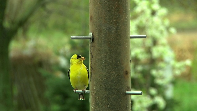 SLO MO MS美国金翅雀(Carduelis tristis)和紫翅雀(Carpodacus purpureus)在喂鸟器，切尔西，密歇根州，美国视频素材