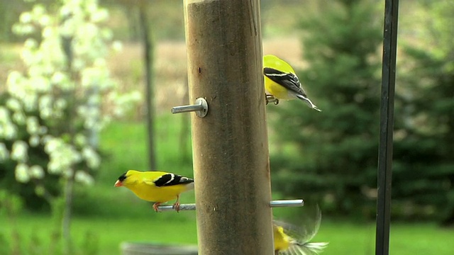 SLO MO MS三只美国金翅雀(Carduelis tristis)在喂鸟器，切尔西，密歇根州，美国视频素材