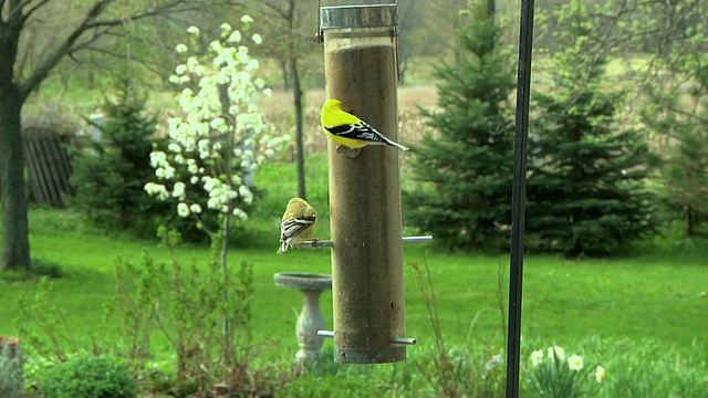 SLO MO MS三只美国金翅雀(Carduelis tristis)在喂鸟器，切尔西，密歇根州，美国视频素材