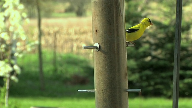 SLO MO MS两只美国金翅雀(Carduelis tristis)从美国密歇根切尔西的喂鸟器起飞视频素材