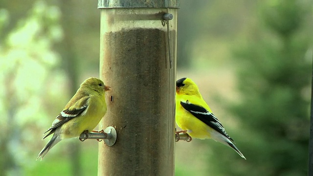 SLO MO MS两只美国金翅雀(Carduelis tristis)在喂鸟器，切尔西，密歇根州，美国视频素材