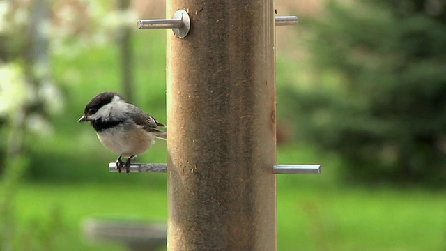 SLO MO MS Marsh Tit (Poecile palustris)在birdfeeder, Chelsea, Michigan, USA视频素材