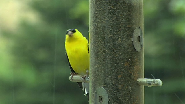 SLO MO MS美国金翅雀(Carduelis tristis)在雨中喂鸟，切尔西，密歇根，美国视频素材