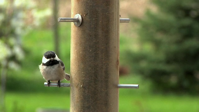 SLO MO MS Marsh Tit (Poecile palustris)在birdfeeder, Chelsea, Michigan, USA视频素材