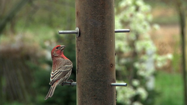 SLO MO MS美国金翅雀(Carduelis tristis)和紫翅雀(Carpodacus purpureus)在喂鸟器，切尔西，密歇根州，美国视频素材