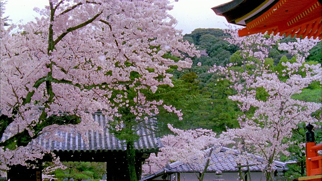 日本京都清水寺，樱花迎风摇曳视频素材