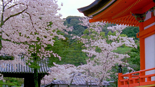 清水寺和樱花，日本京都视频素材