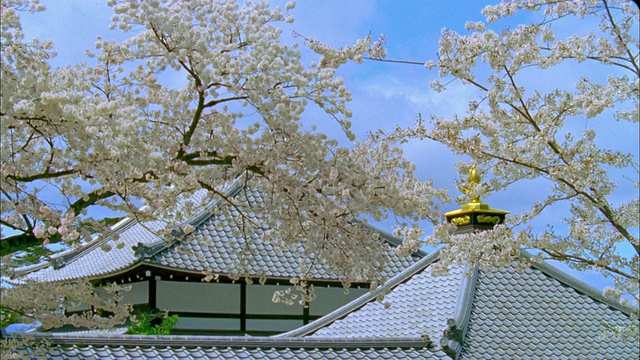 日本京都，樱花迎风摇曳，背景是清水寺的屋顶视频素材