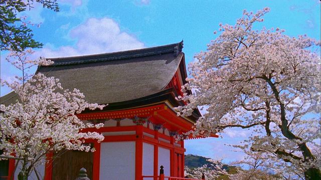 清水寺和樱花，日本京都视频素材