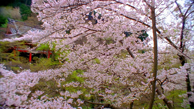 日本京都清水寺，樱花盛开视频素材