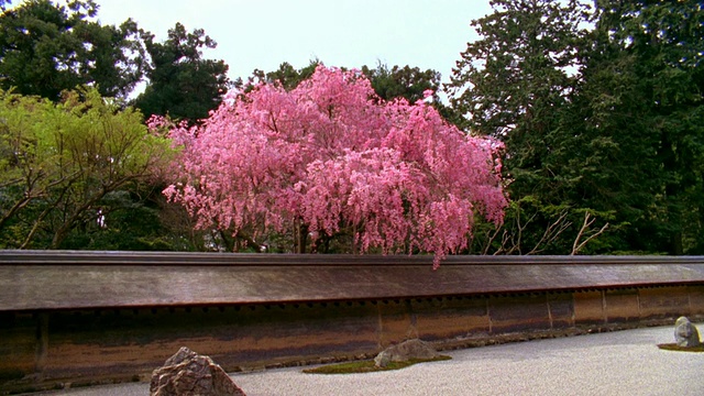 日本京都龙安寺的潘岩花园和樱花视频素材