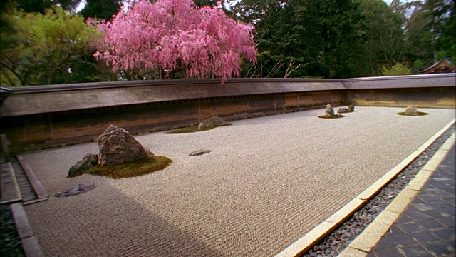 日本京都龙安寺的岩石花园和樱花视频素材