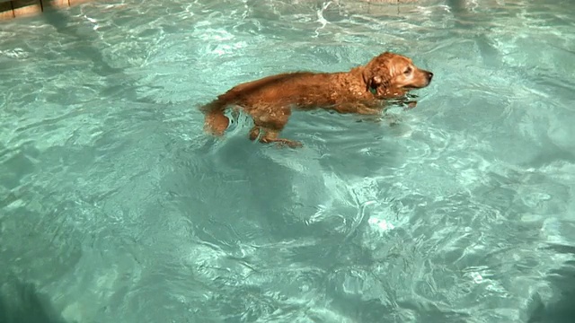 SLO MO MS HA金毛寻回犬在游泳池游泳，杰克逊维尔，佛罗里达，美国视频素材