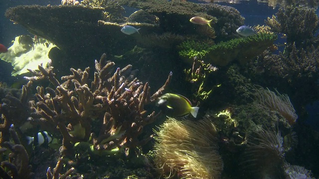 美国夏威夷火奴鲁鲁怀基基水族馆，珊瑚礁周围游动的MS鱼视频素材