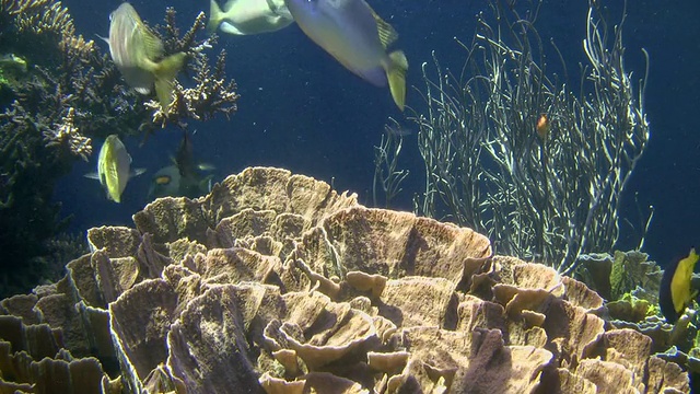 美国夏威夷火奴鲁鲁怀基基水族馆，珊瑚礁周围游动的鱼视频素材