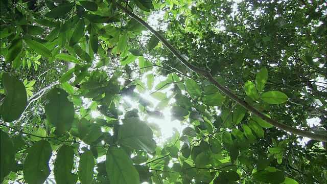 柬埔寨古拉潘热带雨林晴空下的树冠视频素材