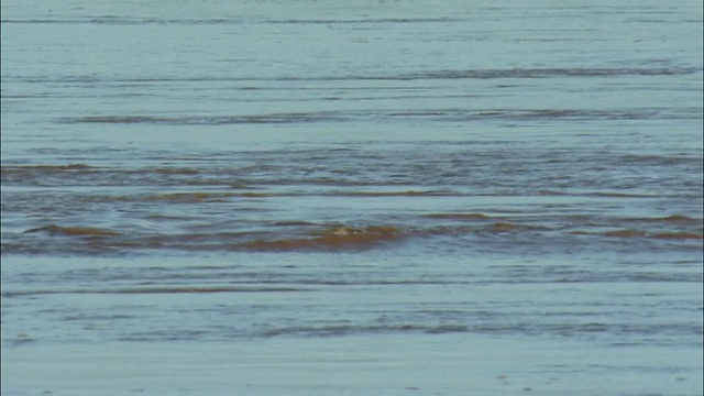 在柬埔寨湄公河上游泳的ZI海豚视频素材