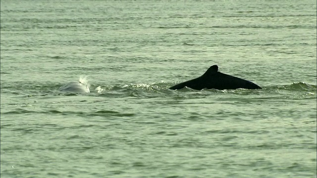 柬埔寨湄公河上游泳的MS TS海豚视频素材