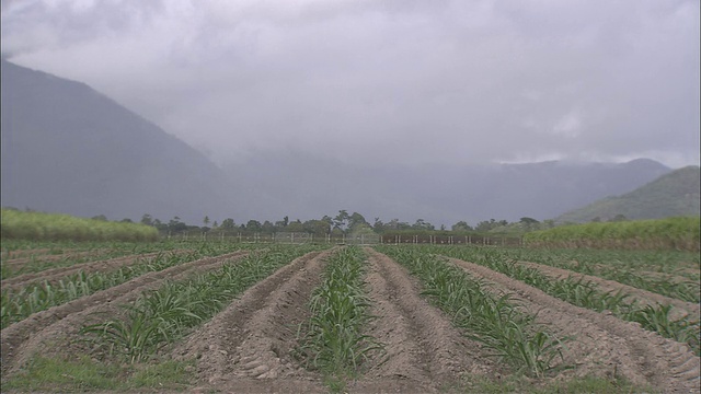 在澳大利亚昆士兰州的Yarrabah Mission，甘蔗田中，植被随风摇曳，火车沿着山和雾在远处经过视频素材