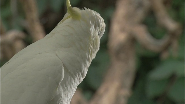 CU白色硫冠凤头鹦鹉(Cacatua galerita)环顾四周，大头，Yarrabah Mission，昆士兰州，澳大利亚视频素材