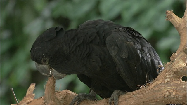 CU雄性红尾黑凤头鹦鹉(Calyptorhynchus banksii)咬分支，Yarrabah Mission，澳大利亚昆士兰视频素材