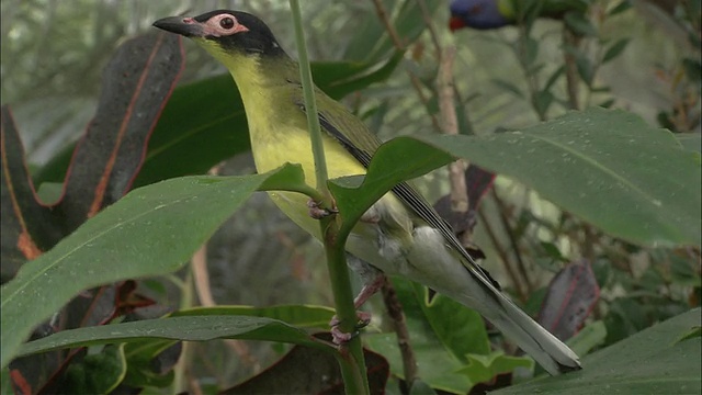 大洋洲Figbird (Sphecotheres vieilloti)在多叶的树枝上，鹦鹉在背景，凯恩斯，昆士兰，澳大利亚视频素材