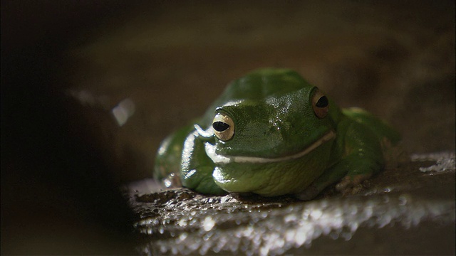 MS白唇树蛙(Litoria infrafrenata)在岩石上，凯恩斯，昆士兰，澳大利亚视频素材