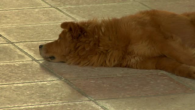 厄瓜多尔大候诊室中间的地板上躺着一只狗视频下载