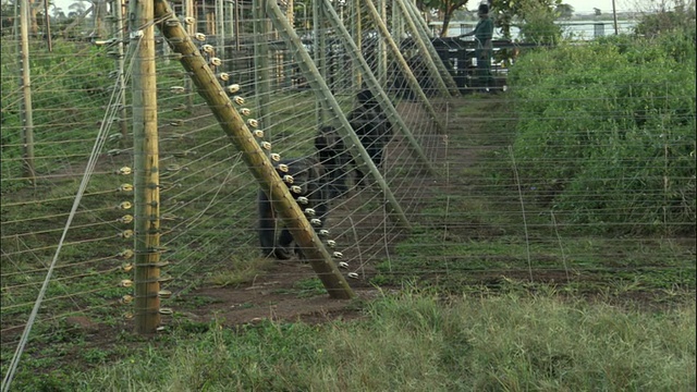 乌干达恩甘巴岛，恩甘巴岛黑猩猩保护区视频素材