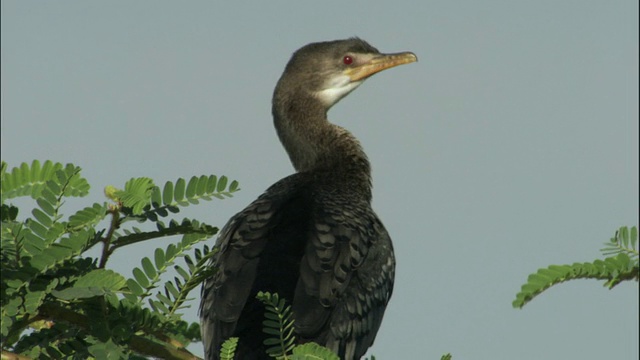 MS Cormorant栖息在分支梳理，恩甘巴岛黑猩猩保护区，恩甘巴岛，乌干达视频素材